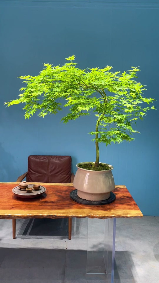 室内种什么盆栽植物最好缩略图