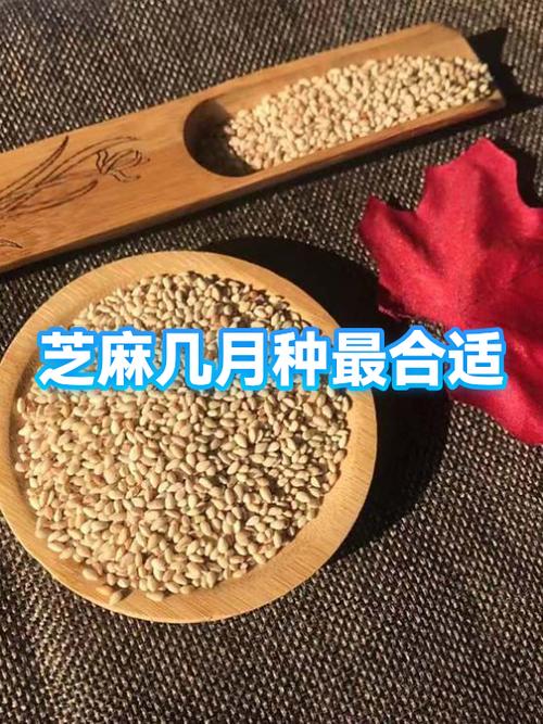 什么时候种芝麻最佳时间缩略图