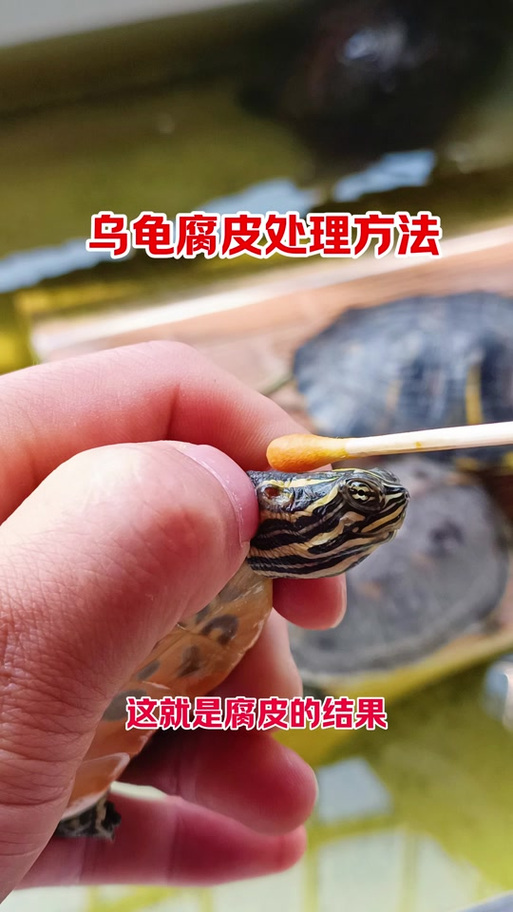 乌龟身上掉白色透明的皮游戏截图