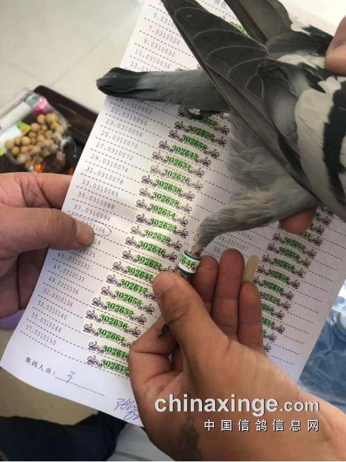 搜鸽天下一查信鸽足环号游戏截图