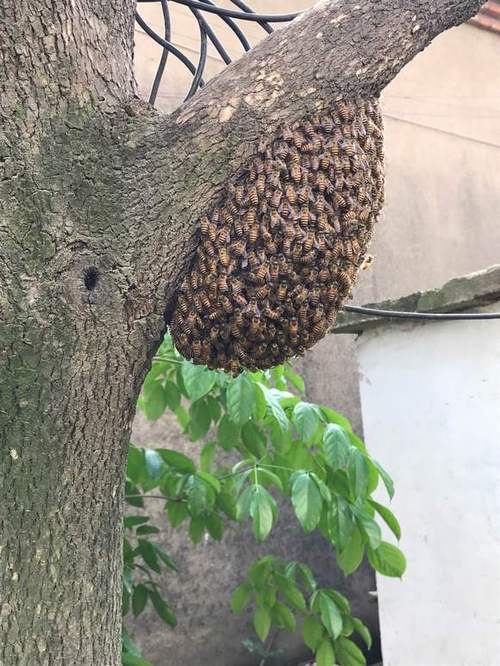 家里来蜜蜂筑巢有啥预兆缩略图