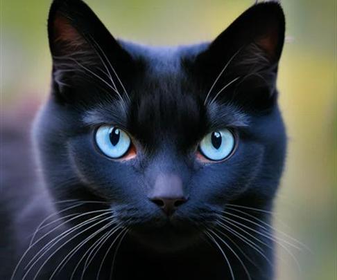 黑猫头像代表什么含义图标