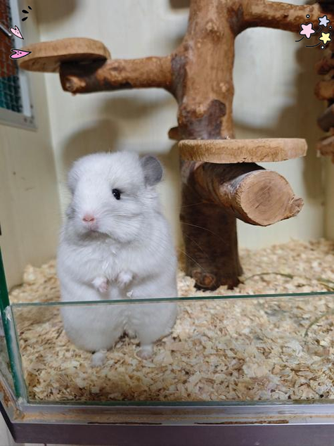 龙猫养久了会认主人吗
