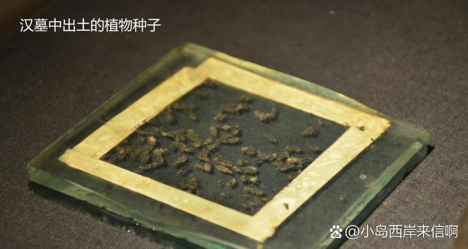 出生在远古城市的种子图标