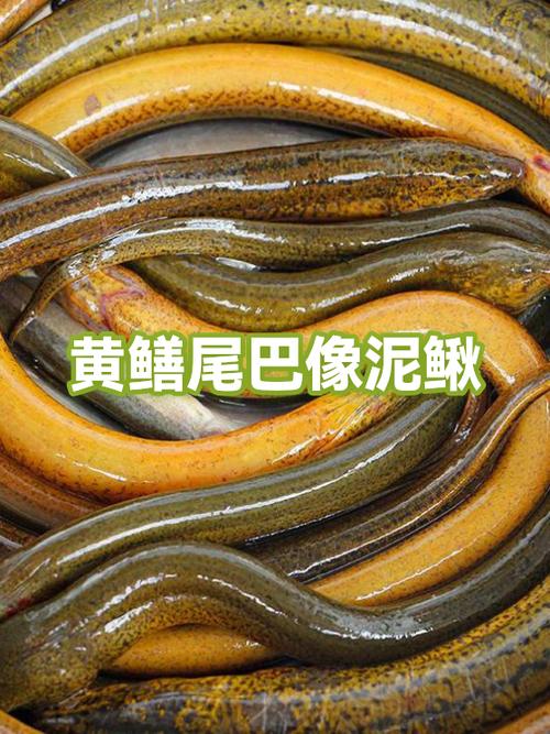 长不像鳝鱼短不像泥鳅是什么意思图标