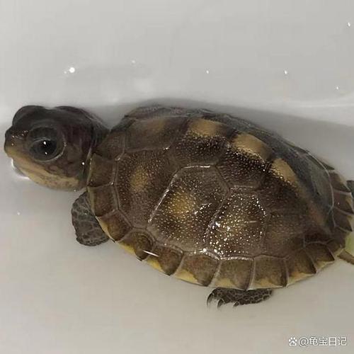 乌龟壳烂了乌龟会死吗缩略图