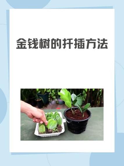 金钱树怎么养殖方法与技巧缩略图