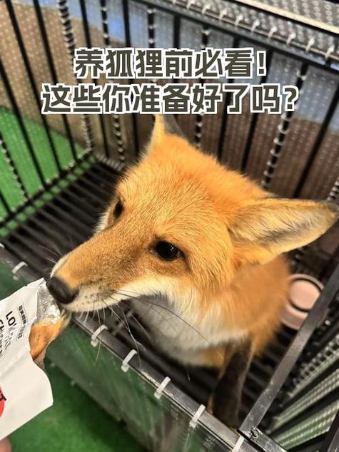 狐狸一般养多久认主人游戏截图