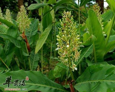 福睡宝的功效与作用缩略图