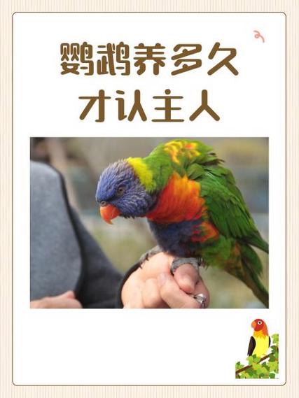 鹦鹉养多久才认主人缩略图