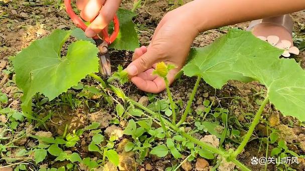 冬瓜种植怎样管理才能结瓜多缩略图
