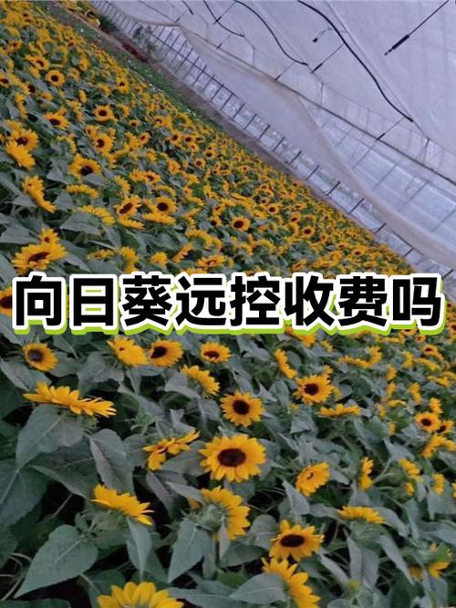 向日葵是免费的还是收费的缩略图