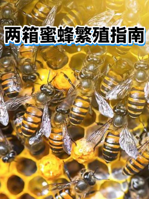 mc蜜蜂会自动繁殖吗缩略图