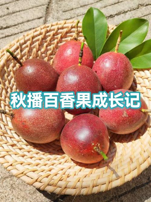 百香果上市的季节和时间游戏截图