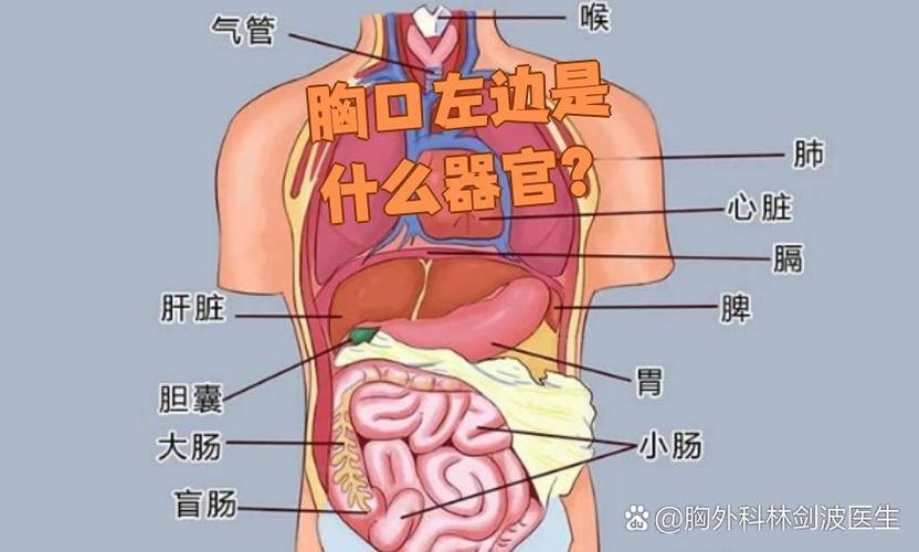 胸下面正中间是胃吗缩略图