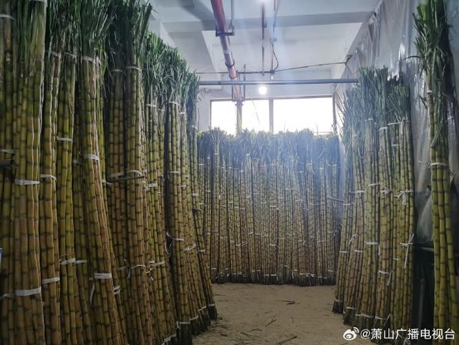 做甘蔗批发生意赚钱吗图标