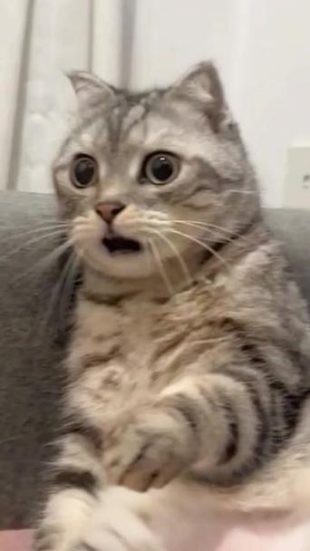 惊讶小猫表情包(张嘴)图标