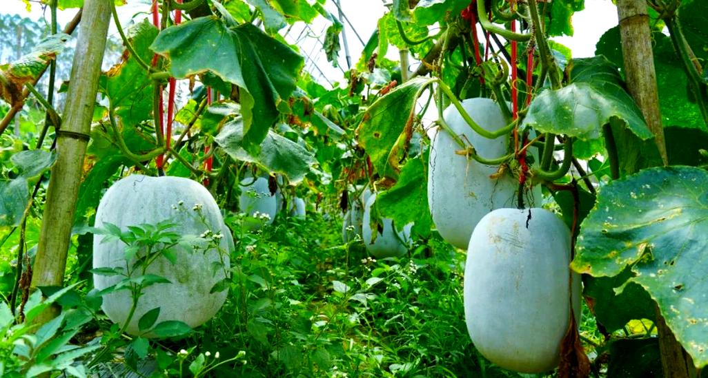 冬瓜种植视频缩略图