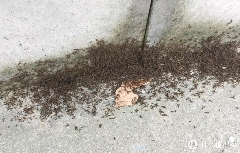 家里有小蚂蚁怎么找源头缩略图