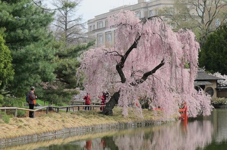 日本垂樱和樱花的区别缩略图