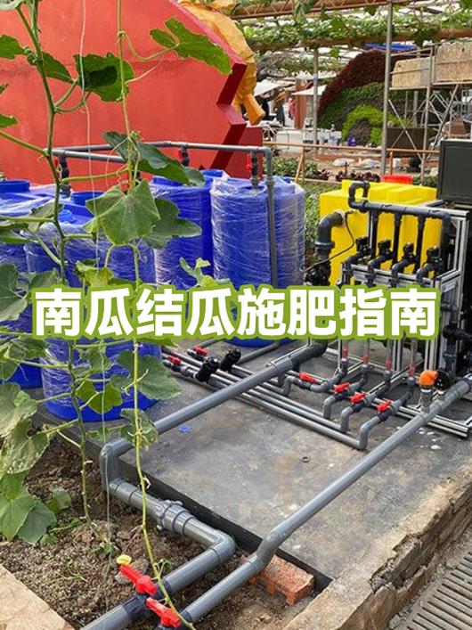 南瓜种植怎样管理才能结瓜多游戏截图