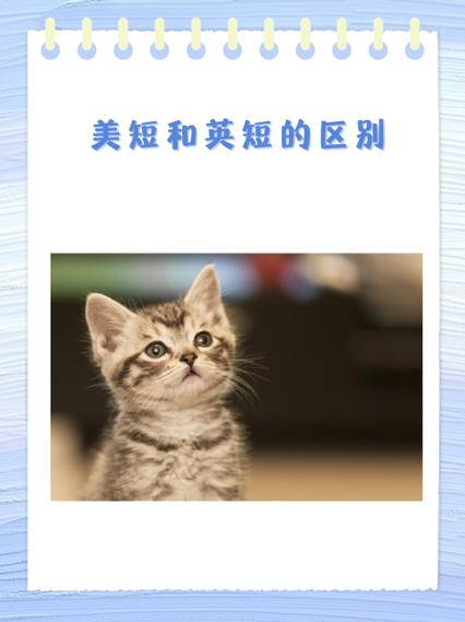 英短和美短的区别缩略图