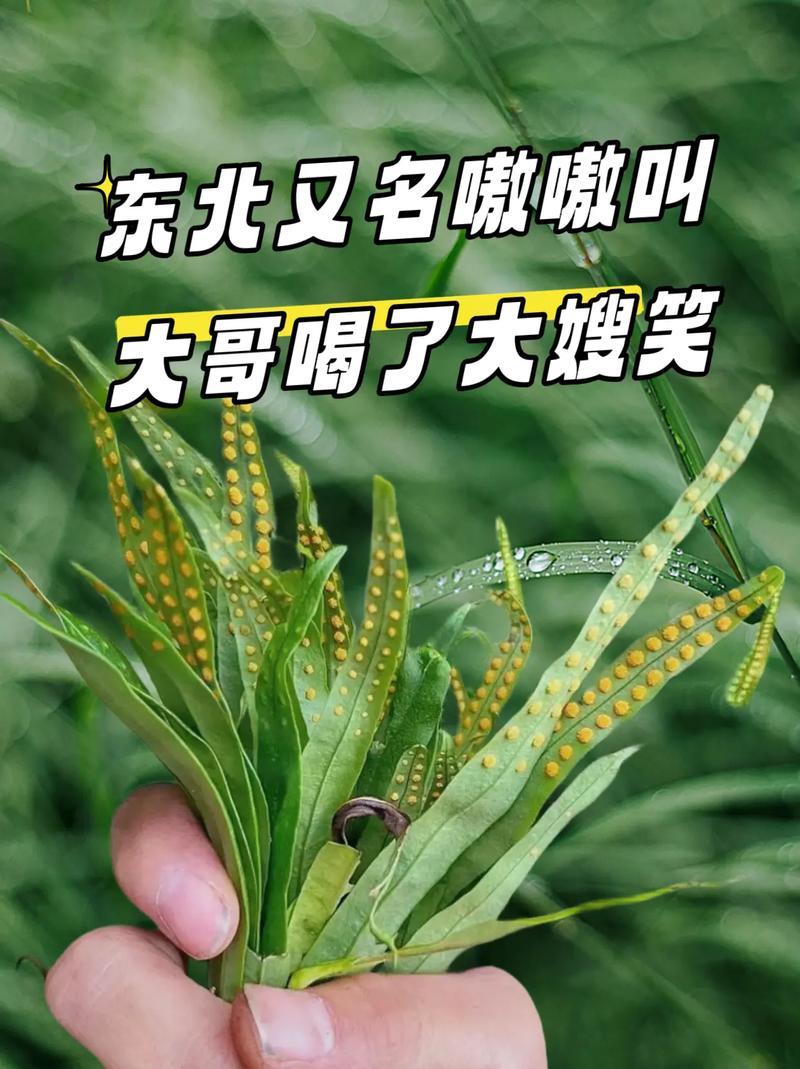 东北话kuku是啥意思缩略图
