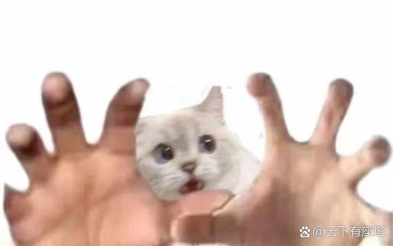 猫伸出双手抓人猥琐表情包