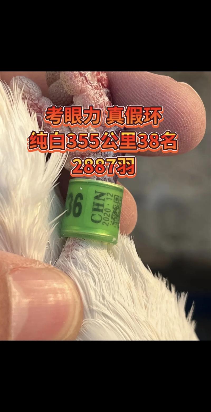 搜鸽天下一查信鸽成绩足环缩略图