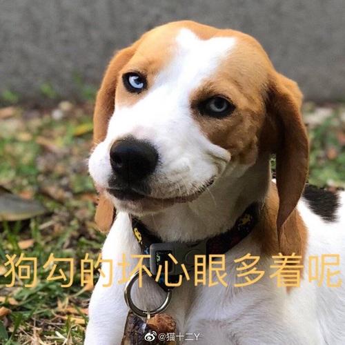 抖音小狗勾坏心眼多着呢表情包大全图标
