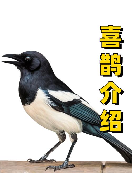 喜鹊小说安卓版喜鹊小说安卓版免费阅读缩略图