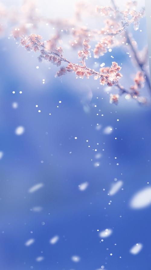 梅花网视频素材永久免费版
