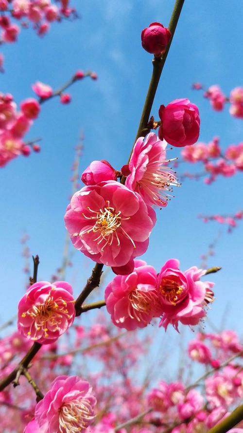 梅花视频新版一天永久免费版