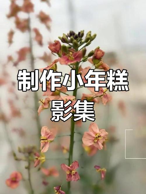 如何制作小年糕相册视频教程图标