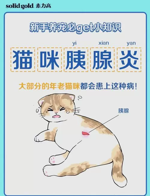 猫咪肠胃炎不吃不喝怎么办游戏截图