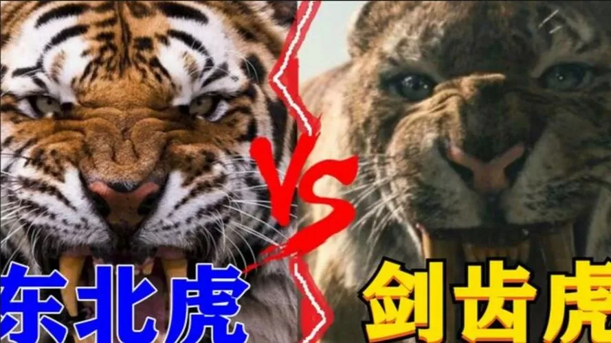 剑齿虎vs东北虎缩略图